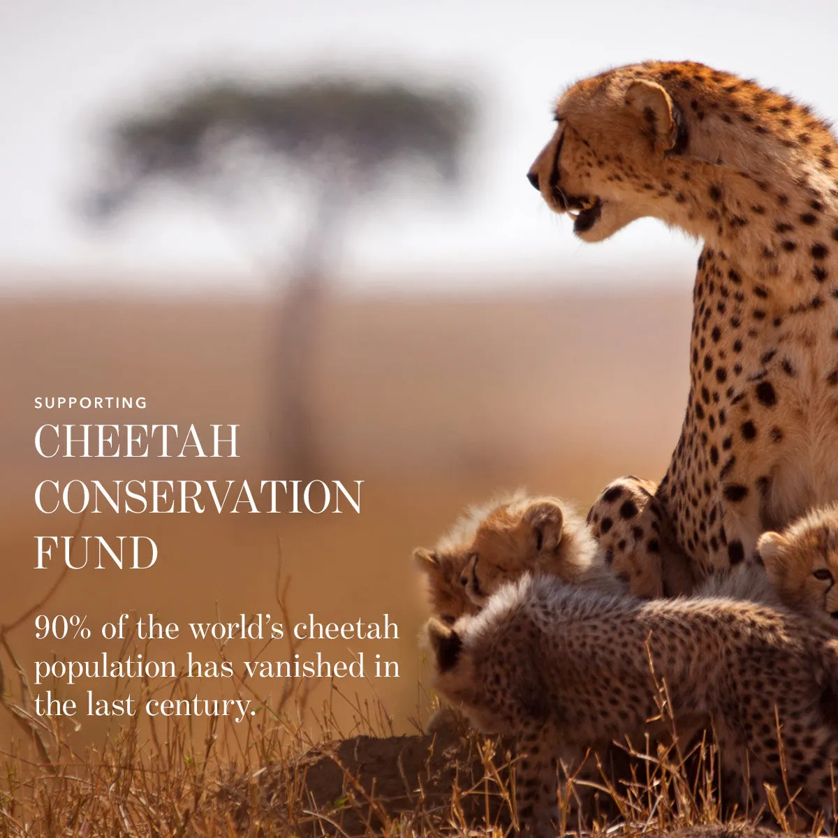 Lip Veil - Cheetah Collection Chantecaille