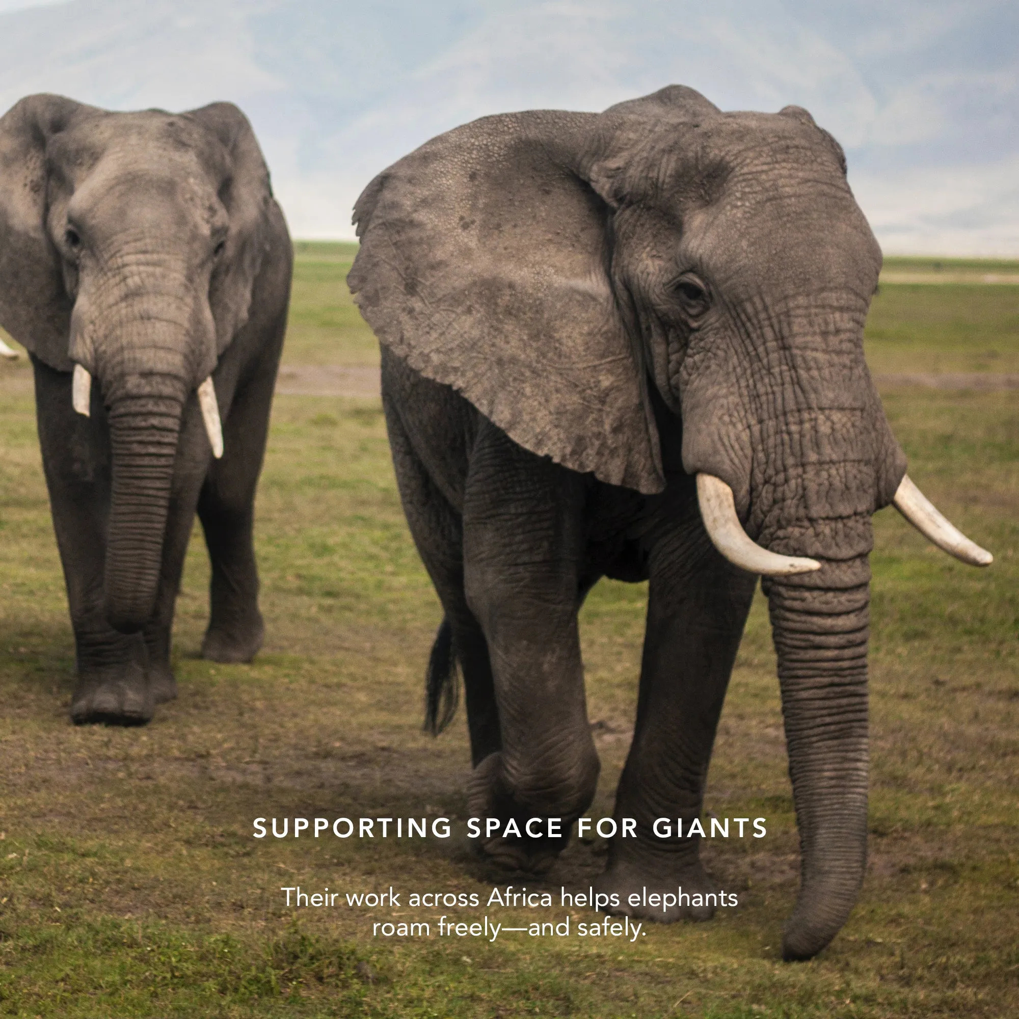 Lip Veil - Supporting Space for Giants Chantecaille