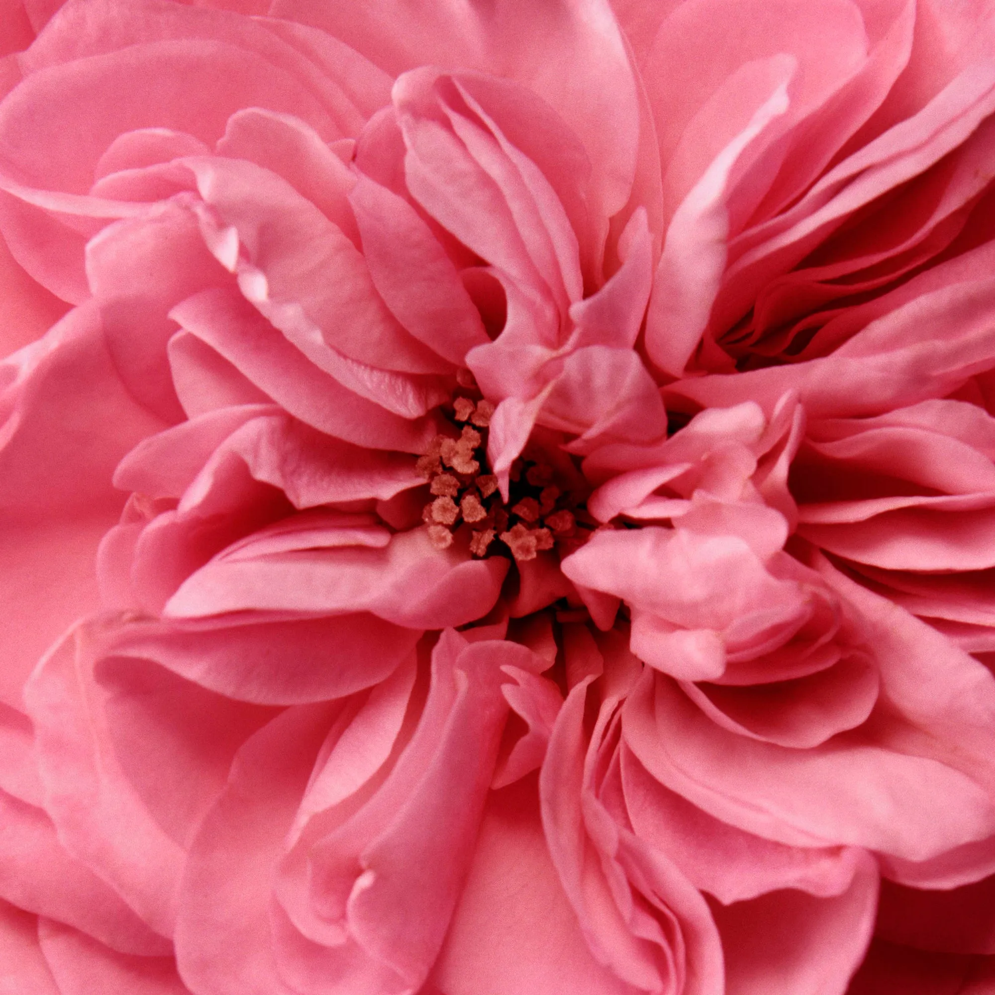 Pure Rosewater Chantecaille